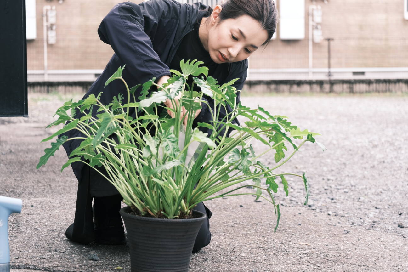 観葉植物のメンテナンス