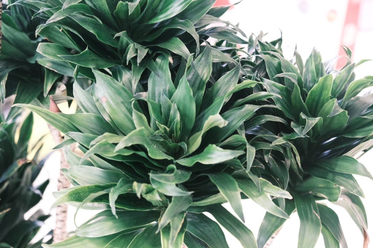 観葉植物ラインナップ